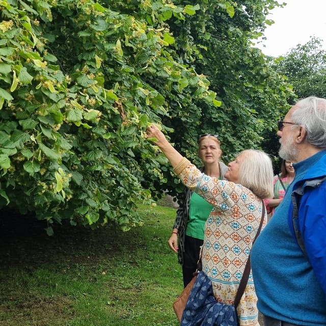 A Tour of Glastonbury - Guided by the Trees - Key points to know before you book