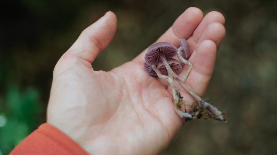 Beginner Foraging Walk: Wild food walking tour & tasters - Why the Isle of Wight setting adds value