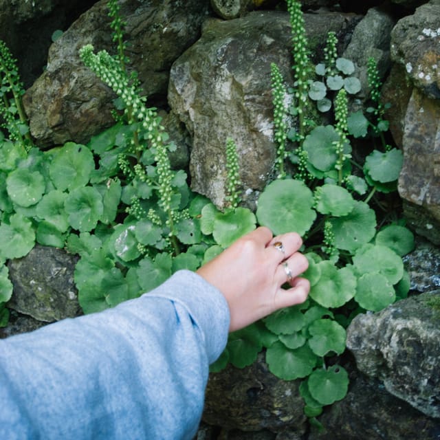 Beginner Foraging Walk: Wild food walking tour & tasters - A two-mile introduction to wild food