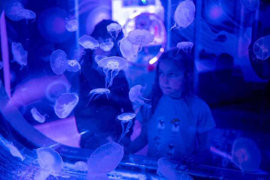 Birmingham: Cadbury World & SEA LIFE Birmingham - The 360° ocean tunnel
