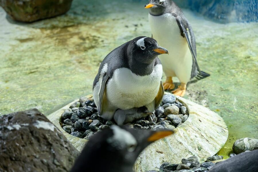 Birmingham: Cadbury World + SEA LIFE + LEGOLAND Discovery - A sensible way to plan your visit