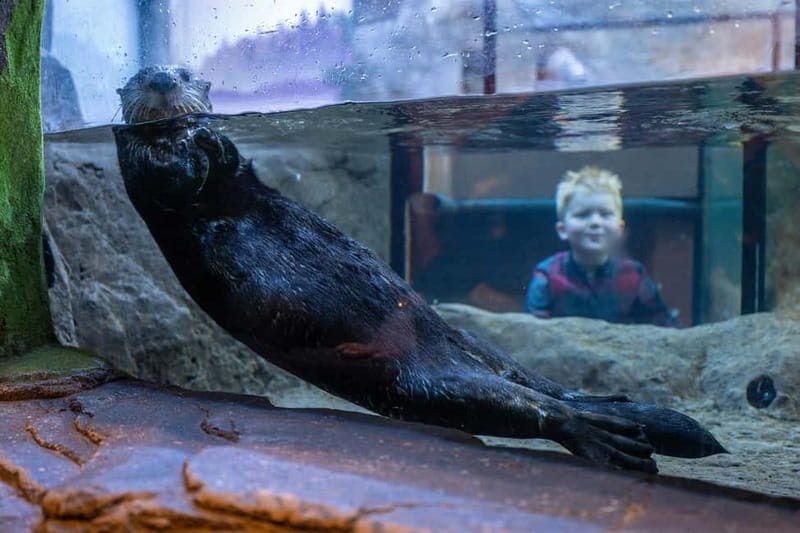 Birmingham: National Sea Life Centre Entrance Ticket - Key things to know before you go