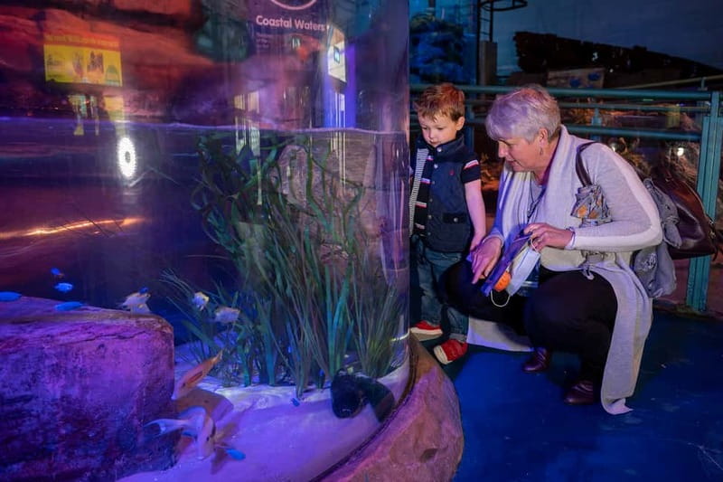 Birmingham: National Sea Life Centre Entrance Ticket - Sharks, rays, and the UK’s only 360° Ocean Tunnel