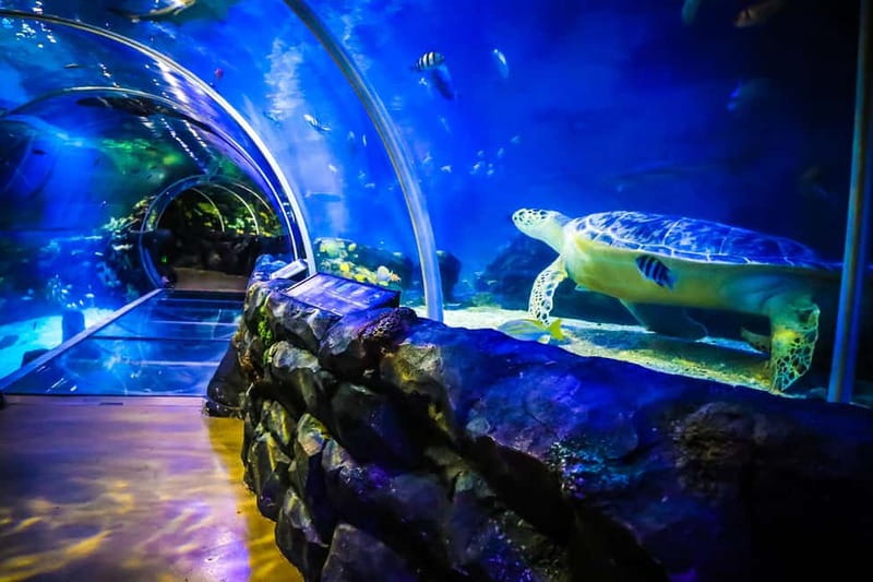 Birmingham: National Sea Life Centre Entrance Ticket - Jellyfish, piranhas, and the stranger side of marine life