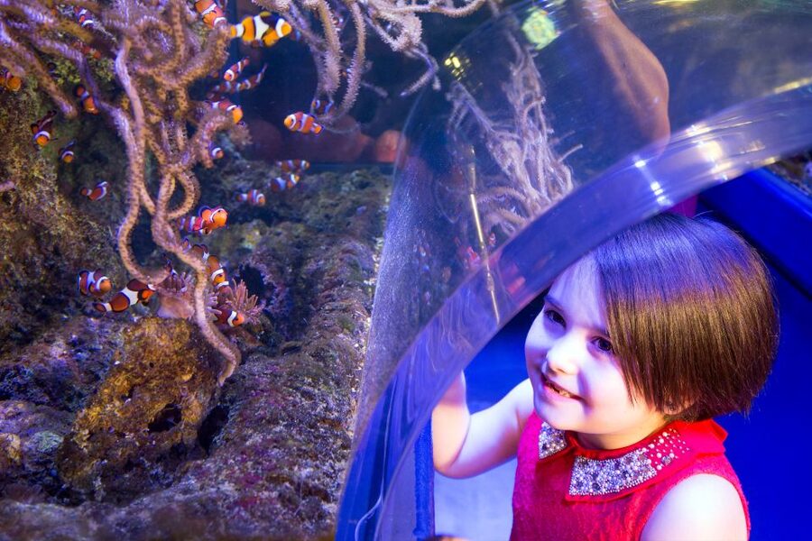 Birmingham: National Sea Life Centre Entrance Ticket - The 4D Cinema adds movement to the visit