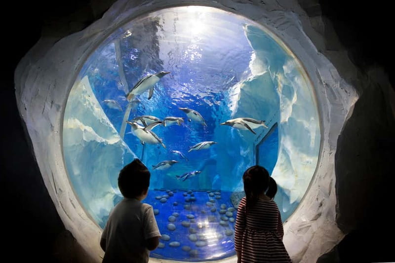 Birmingham: National Sea Life Centre Entrance Ticket - How long should you allow?