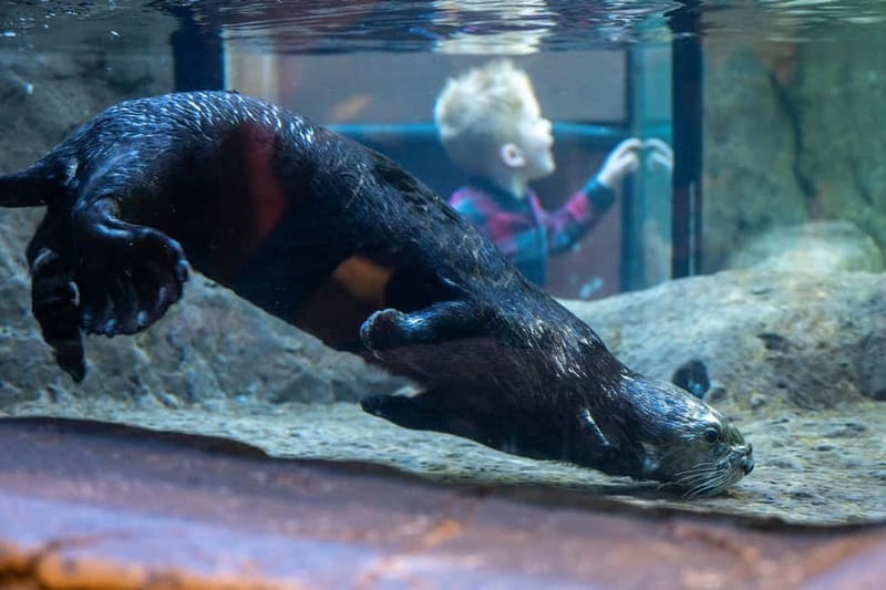 Birmingham: National Sea Life Centre Entrance Ticket - Is the $30.31 ticket good value?
