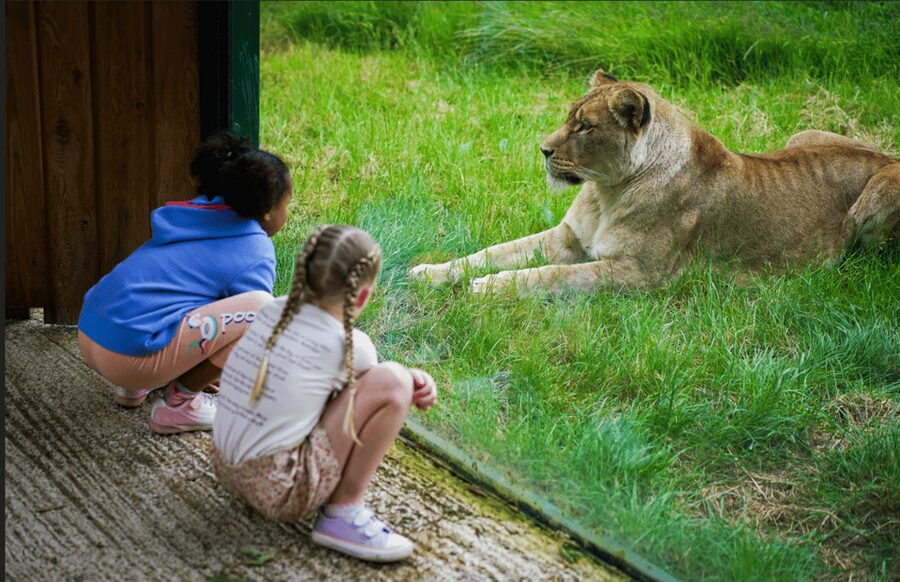Blackpool: Zoo Admission Ticket - Big cats, gorillas, and the animals people come to see