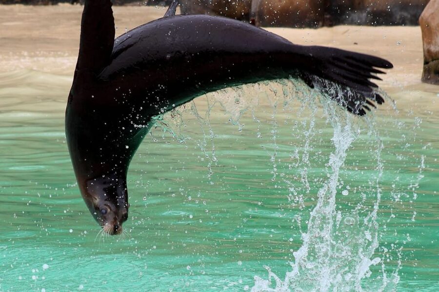 Blackpool: Zoo Admission Ticket - Walk-through habitats bring you closer