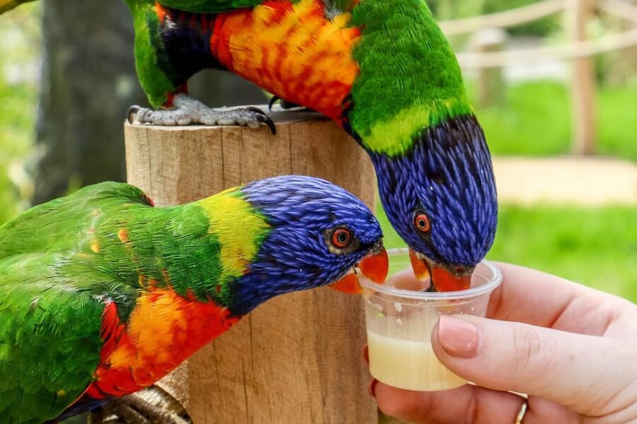 Blackpool: Zoo Admission Ticket - Food, picnics, and the practical cost of a full day