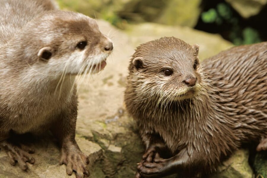 Bournemouth Oceanarium Ticket - Accessibility and practical comfort