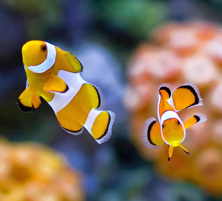 Bournemouth Oceanarium Ticket - A family visit that does not end at the tanks