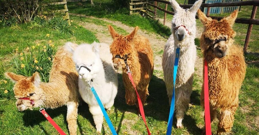 Brackenfield: Alpaca Trek - A calm 90 minutes in the Derbyshire hills