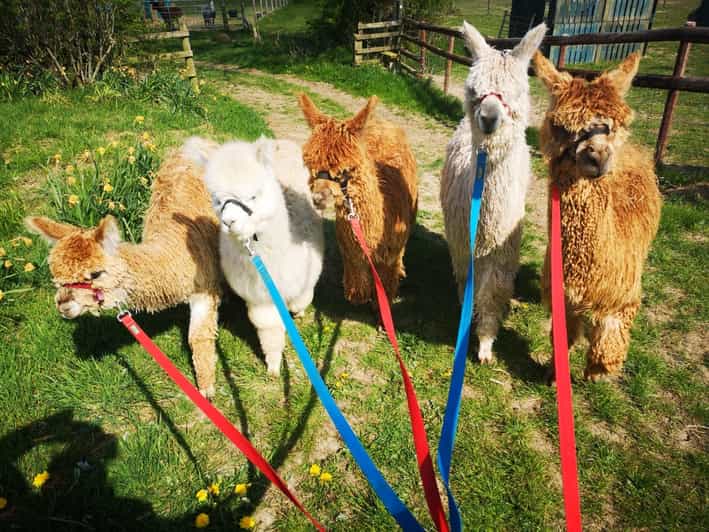 Brackenfield: Alpaca Trek - Choosing your walking companion