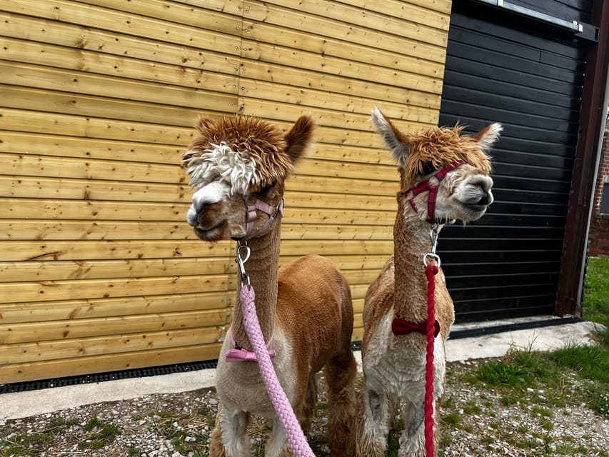 Brackenfield: Alpaca Trek - The farm trek through Amber Valley