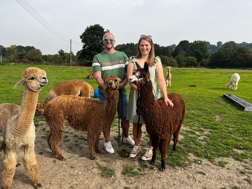Brackenfield: Alpaca Trek - Hand-feeding in the paddocks