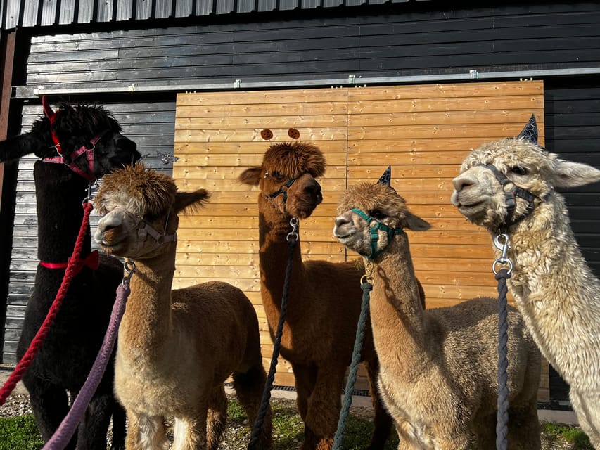 Brackenfield: Alpaca Trek - Drinks, shortbread, and the rustic barn