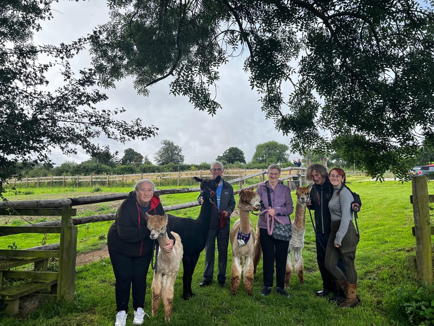 Brackenfield: Alpaca Trek - Who will enjoy Brackenfield most