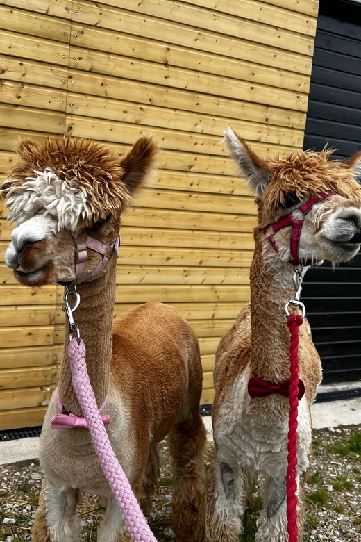 Brackenfield: Alpaca Trek - Meeting the alpacas before the walk