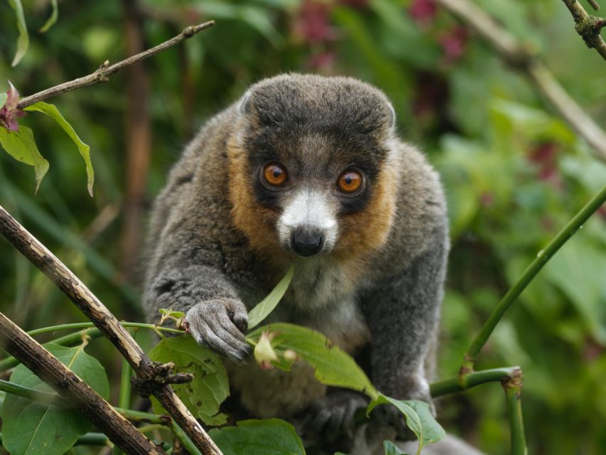 Bristol: Bristol Zoo Project Entry Ticket - Key points to know before you go