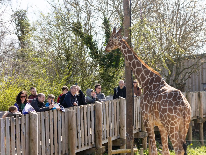 Bristol: Bristol Zoo Project Entry Ticket - Meet the giraffes at head height