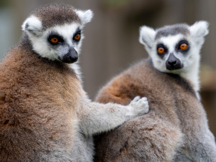 Bristol: Bristol Zoo Project Entry Ticket - Find cheetahs, zebras, and smaller wildlife