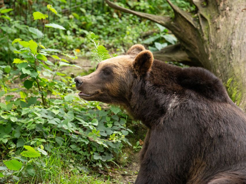 Bristol: Bristol Zoo Project Entry Ticket - Food, picnics, and places to rest
