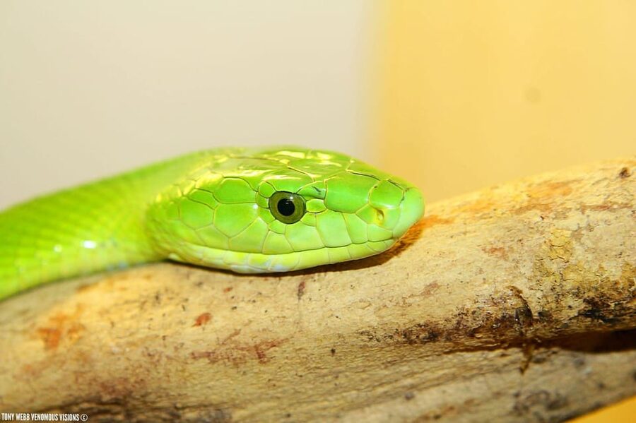 Bristol: Venomous Snake Tour w/ Guide & Croc Photo - Meeting the snakes at Croc Cafe