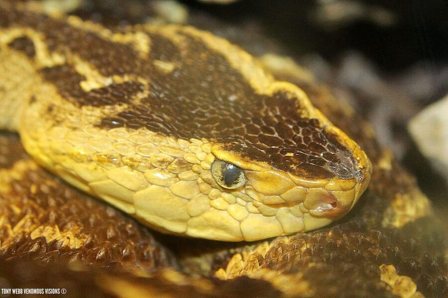 Bristol: Venomous Snake Tour w/ Guide & Croc Photo - Speaking with the guide and handlers