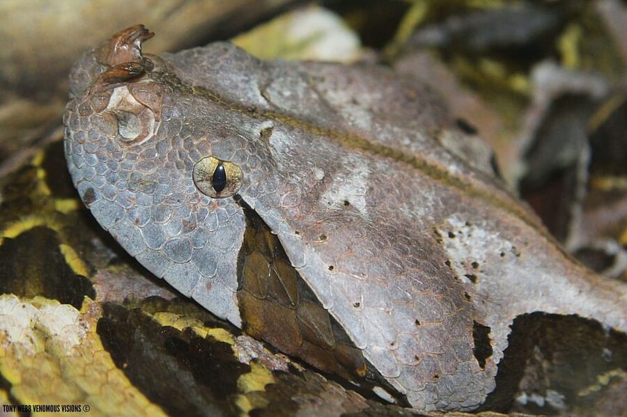 Bristol: Venomous Snake Tour w/ Guide & Croc Photo - Who should book this Bristol experience?