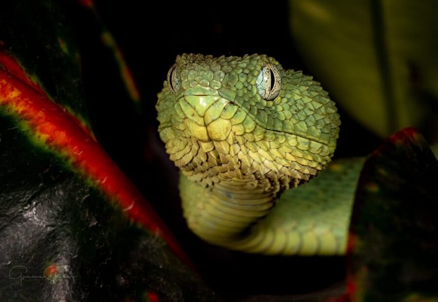 Bristol: Venomous Snake Tour with Reptile Photo - Starting at Croc Cafe in Bristol