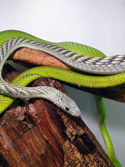Bristol: Venomous Snake Tour with Reptile Photo - Finishing with a non-venomous reptile photo