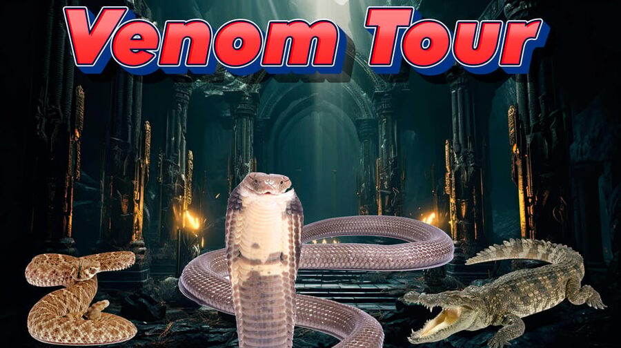 Bristol: Venomous Snake Tour with Reptile Photo - Meeting king cobras, mambas, and taipans