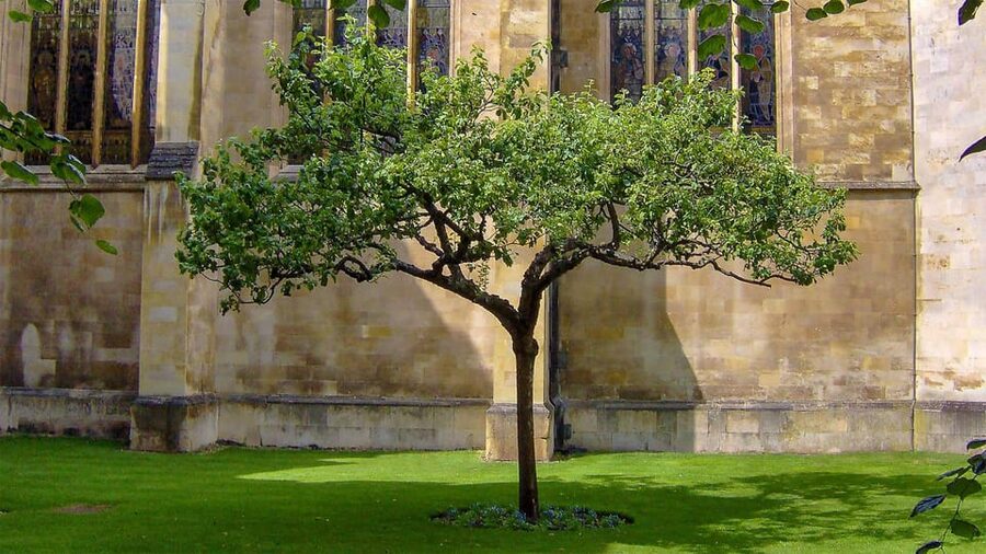 Cambridge: University Walking Tour - Pace, weather, and what the walk feels like