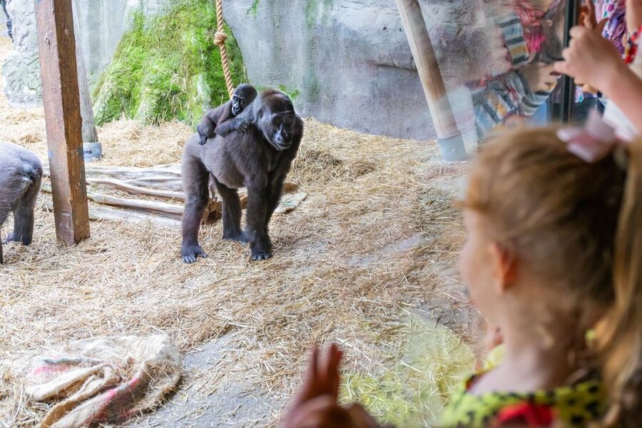 Chessington World of Adventures Resort: Entrance Ticket - The Gruffalo river ride for younger children