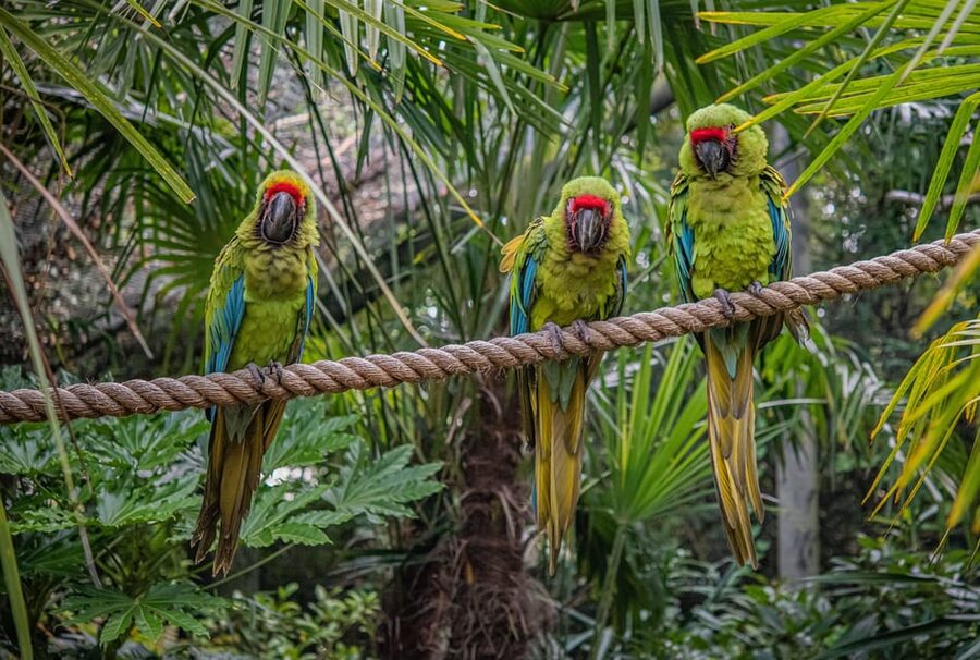 Chester: Chester Zoo Entry Ticket - Key points to know before visiting