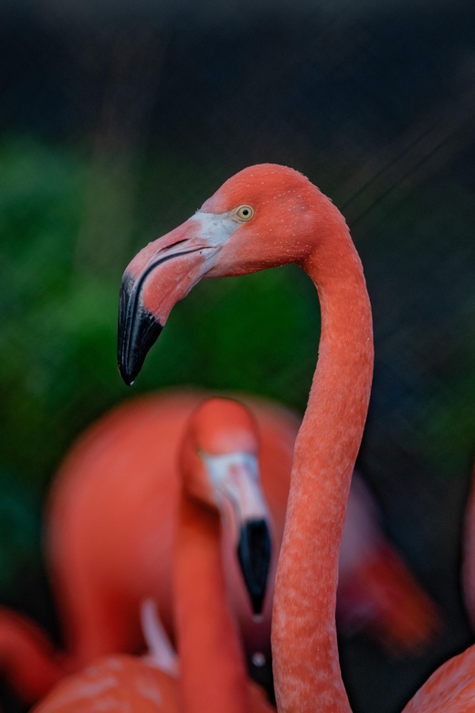 Chester: Chester Zoo Entry Ticket - Gardens that deserve more than a quick walk