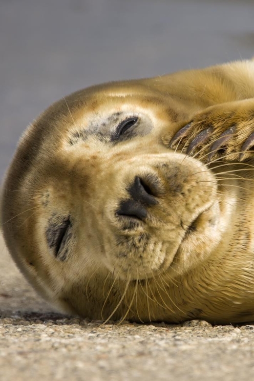 Cornwall: Guided Seal Safari by Boat - Quick facts about the Padstow seal safari