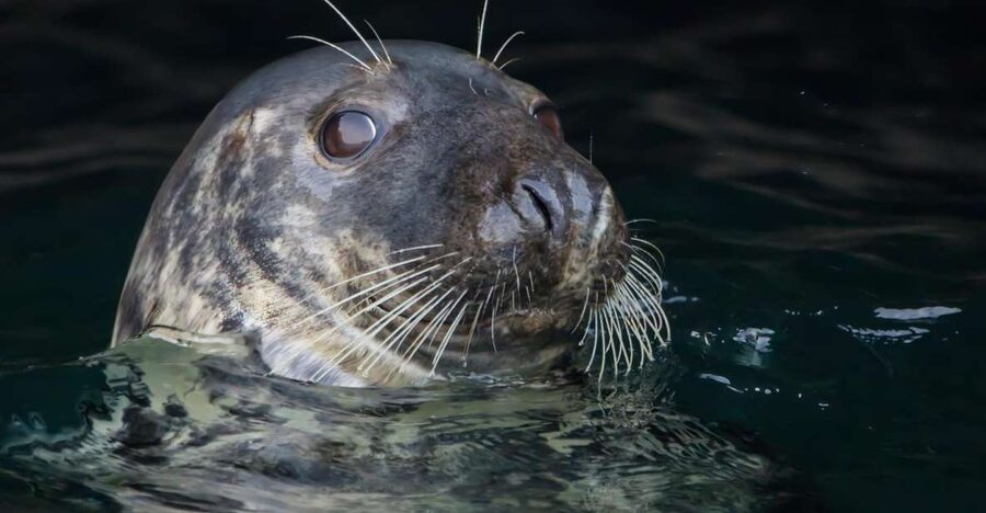 Cornwall: Guided Seal Safari by Boat - Slowing down for grey seals