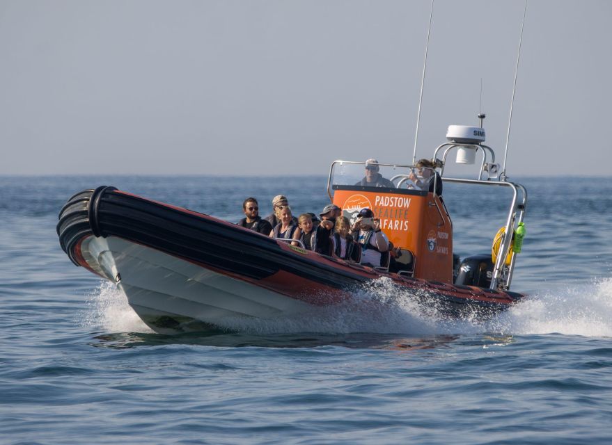 Cornwall: Guided Seal Safari by Boat - Seabirds from mid-April to mid-July