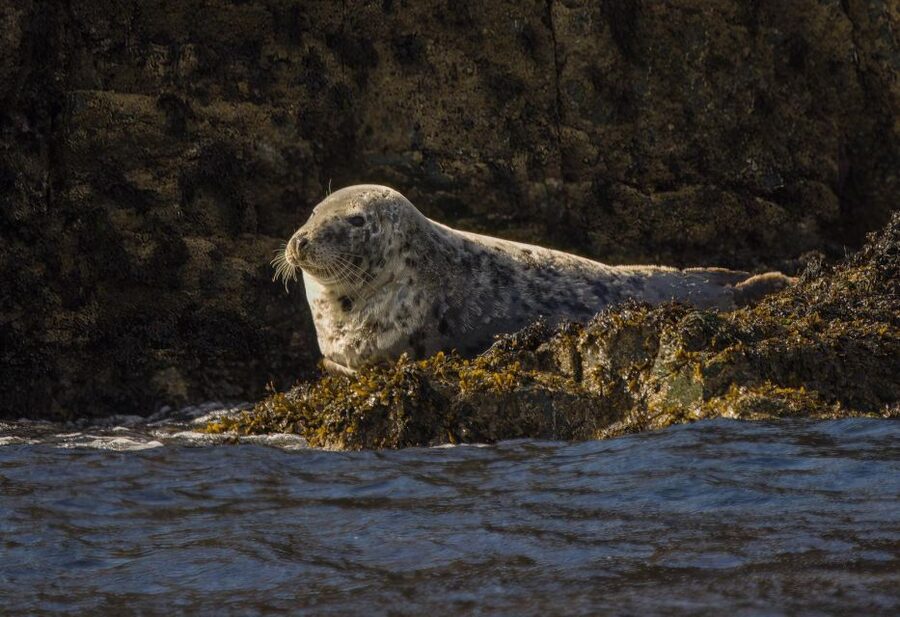 Cornwall: Guided Seal Safari by Boat - Photography, comfort, and the small practical details