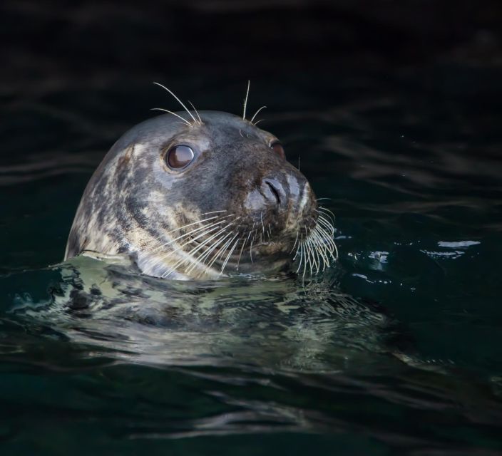 Cornwall: Guided Seal Safari by Boat - Leaving Padstow at speed