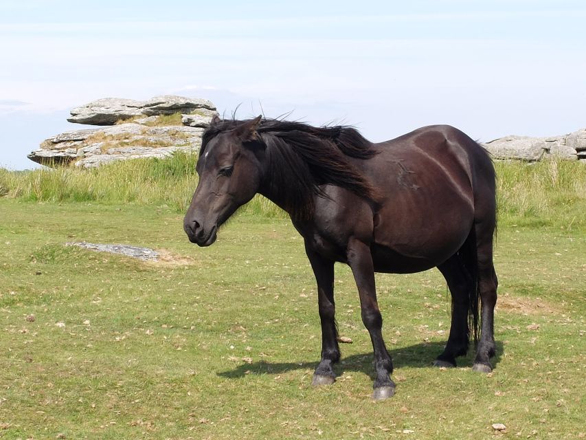Dartmoor: Hound of the Baskervilles Experience - Widecombe in the Moor provides the midday break