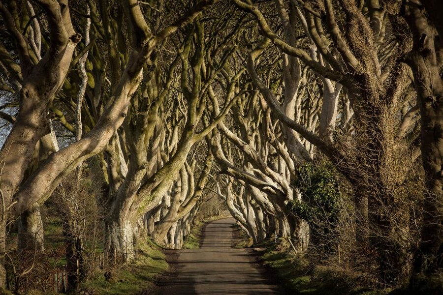Dublin: Giant's Causeway, Dark Hedges & Titanic Guided Tour - The long ride north with an Irish guide