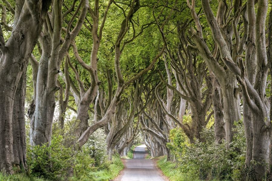 Dublin: Giants Causeway, Dark Hedges, Dunluce & Belfast Tour - Dunluce Castle, a five-minute introduction to the coast