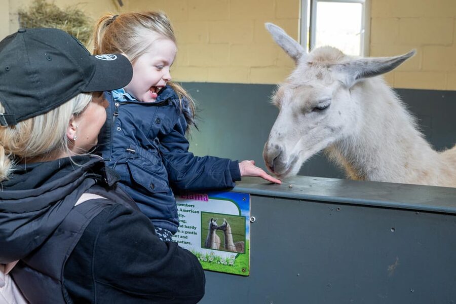 Durham: Adventure Valley Farm Park Entry Ticket - Meeting llamas, pigs, rabbits, and other animals