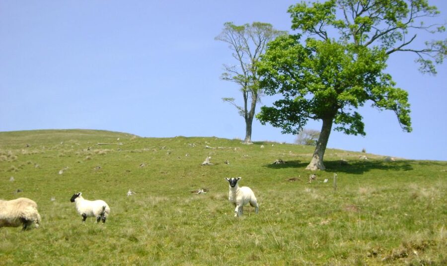 Edinburgh: Hill & Nature Hike With a Local - Should you book the Pentland Hills hike?