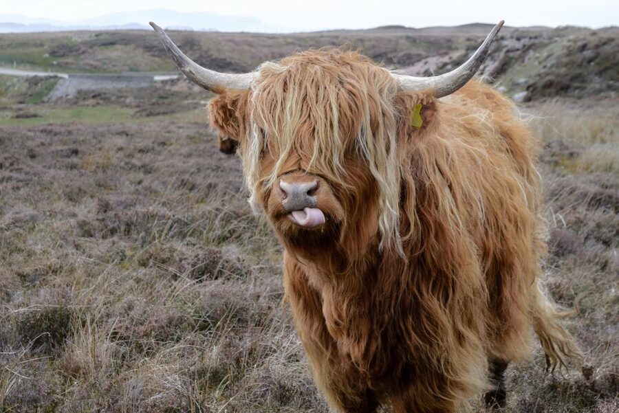 Edinburgh: Hill & Nature Hike With a Local - Moorland, lochs, and wide Scottish views