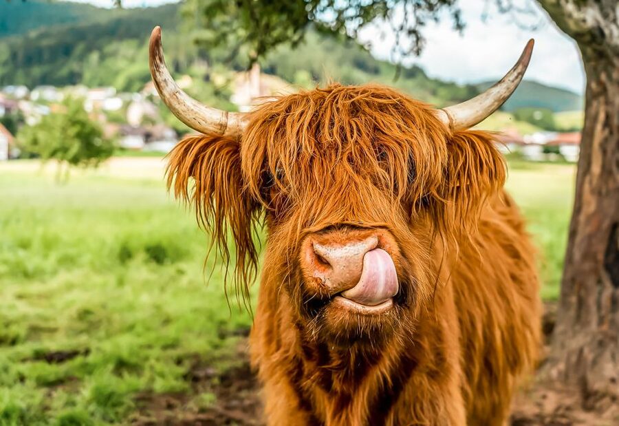 Edinburgh: Loch Ness, Glencoe & the Scottish Highlands Tour - Callander and the search for Highland cows