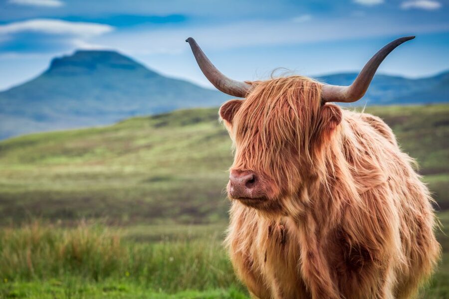Edinburgh: Loch Ness, Inverness & Highlands Tour in Spanish - Fort Augustus and the Loch Ness choice